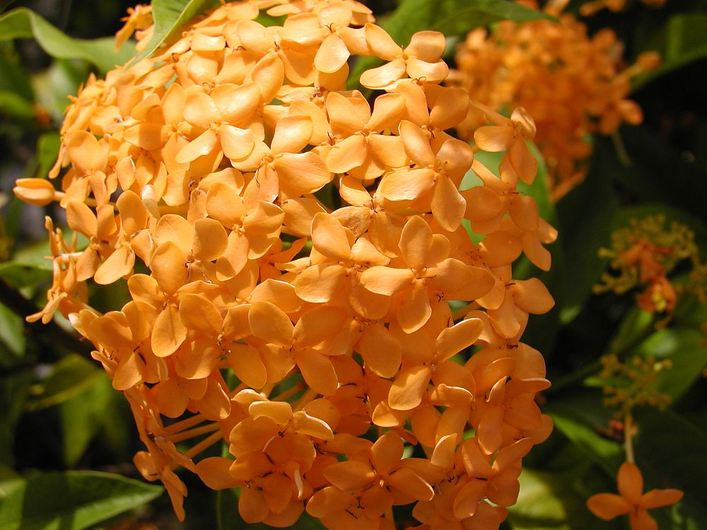 ixora-orange-sherbert