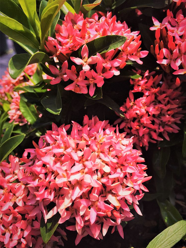 ixora-petite-pink
