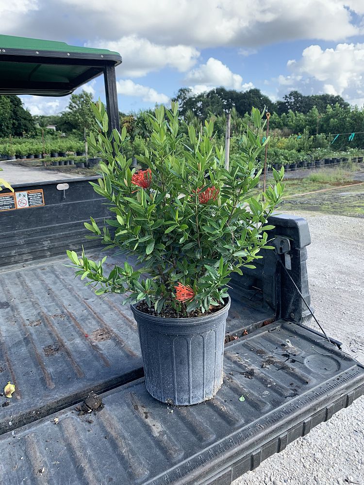 ixora-petite-red-flame-of-the-woods-jungle-flame-jungel-geranium