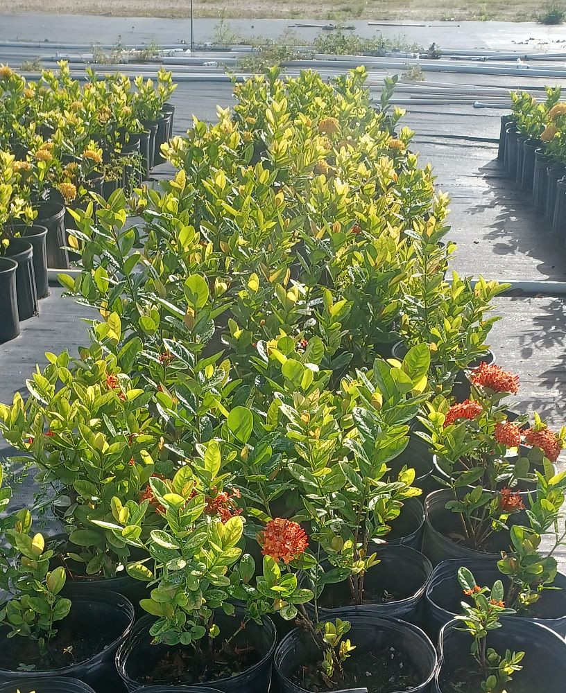 ixora-petite-red-flame-of-the-woods-jungle-flame-jungel-geranium