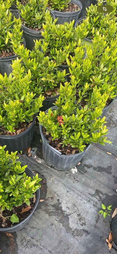 ixora-petite-red-flame-of-the-woods-jungle-flame-jungel-geranium
