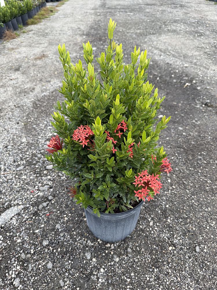 ixora-petite-red-flame-of-the-woods-jungle-flame-jungel-geranium