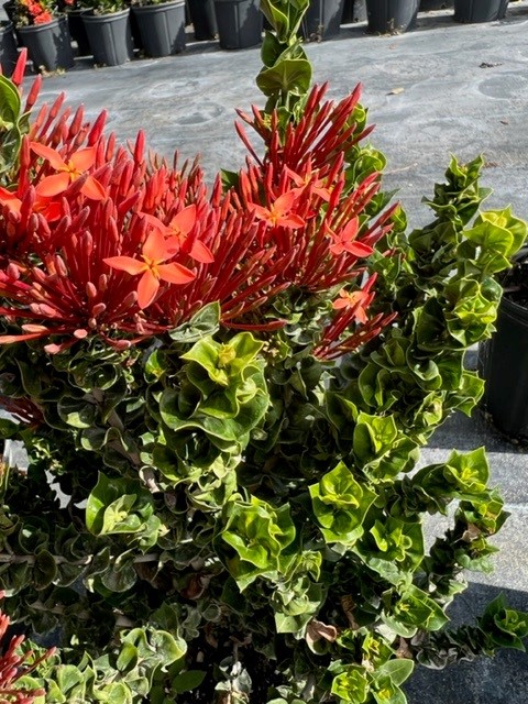 ixora-siam-ribbon