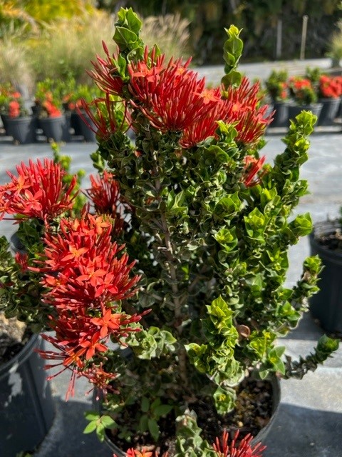 ixora-siam-ribbon