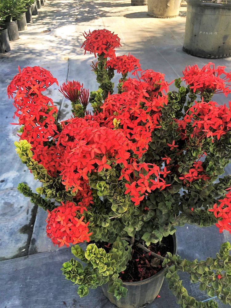 ixora-siam-ribbon