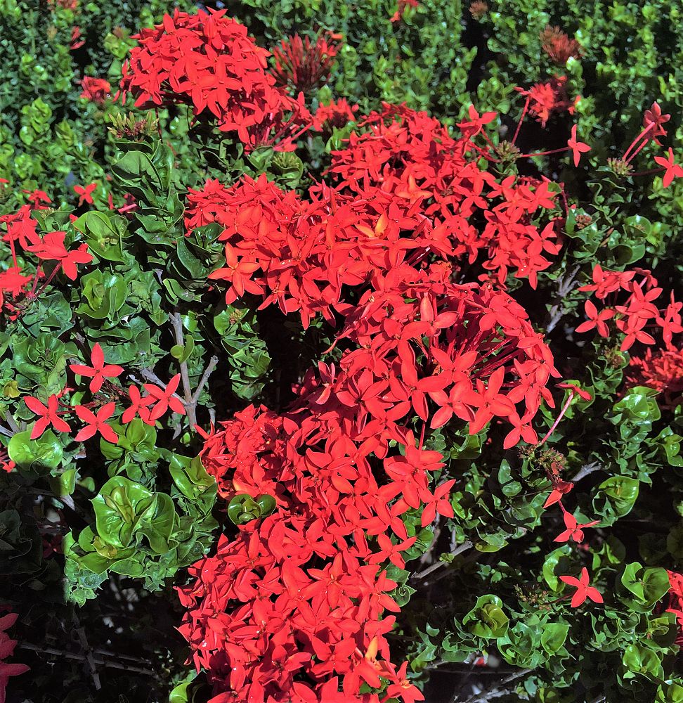 ixora-siam-ribbon
