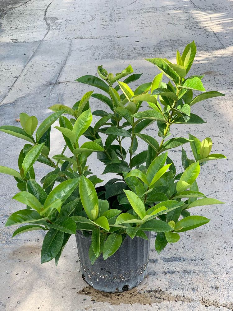 ixora-snow-ball-hybrid-ixora
