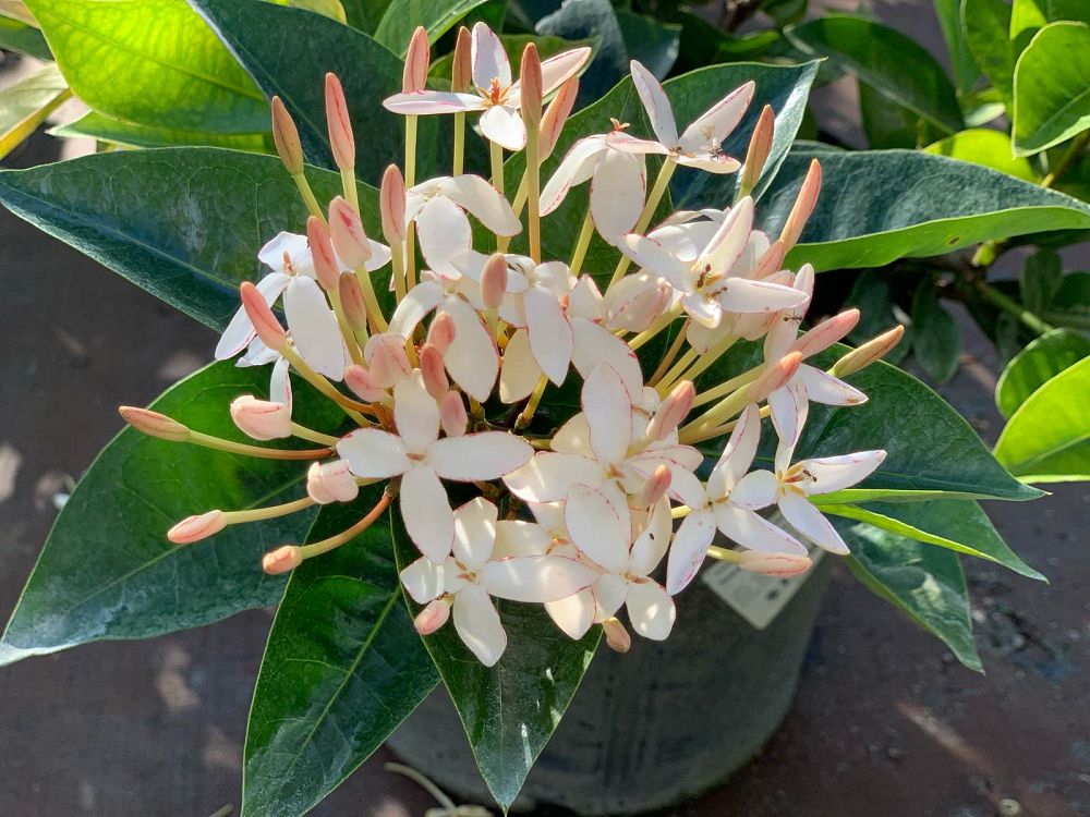 ixora-snow-ball-hybrid-ixora