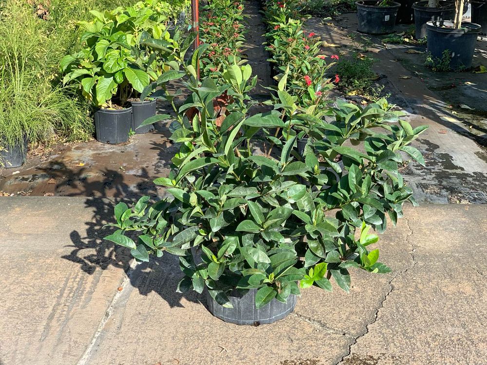 ixora-snow-ball-hybrid-ixora