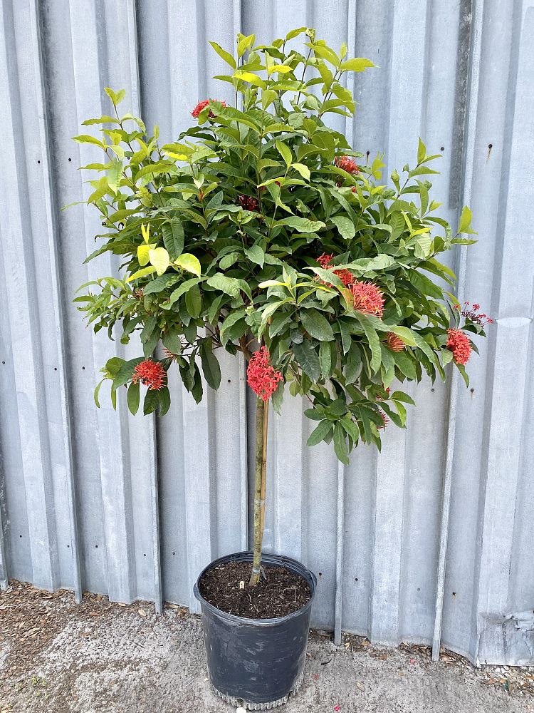 ixora-super-king-jungle-flame