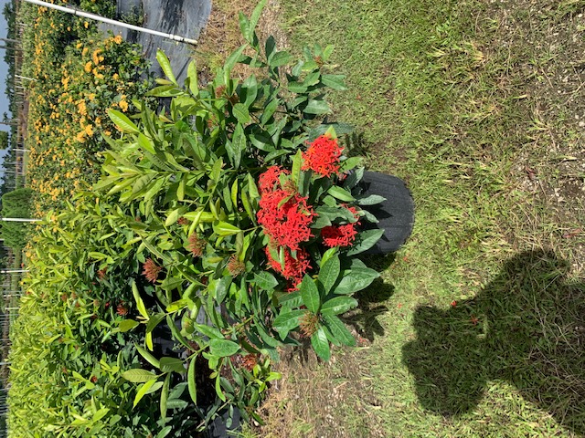 ixora-super-king-jungle-flame
