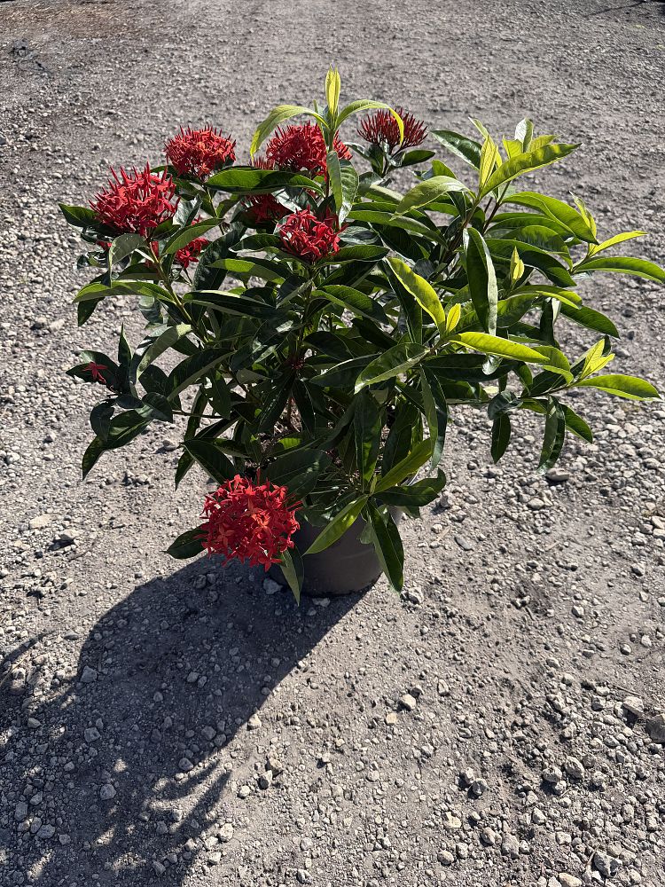 ixora-super-king-jungle-flame