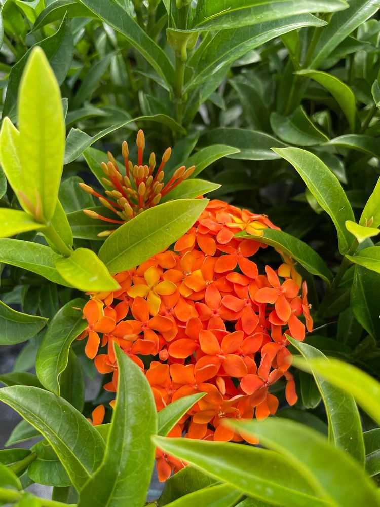 ixora-taiwanensis-dwarf-miniature-orange-carmen-flame-of-the-woods-jungle-flame-dwarf-ixora