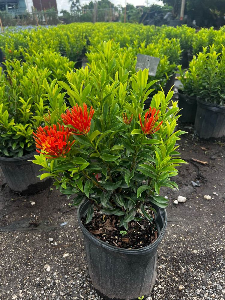ixora-taiwanensis-dwarf-miniature-orange-carmen-flame-of-the-woods-jungle-flame-dwarf-ixora