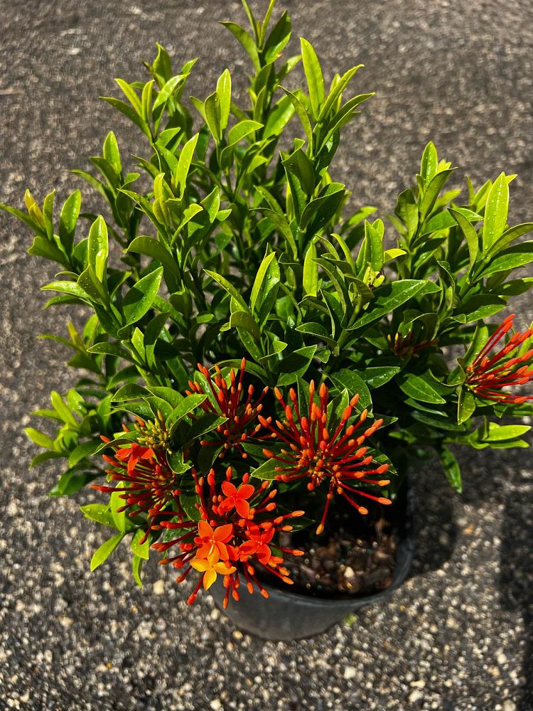 ixora-taiwanensis-dwarf-miniature-orange-carmen-flame-of-the-woods-jungle-flame-dwarf-ixora