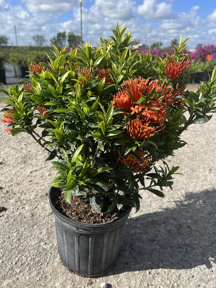ixora-taiwanensis-dwarf-miniature-orange-carmen-flame-of-the-woods-jungle-flame-dwarf-ixora