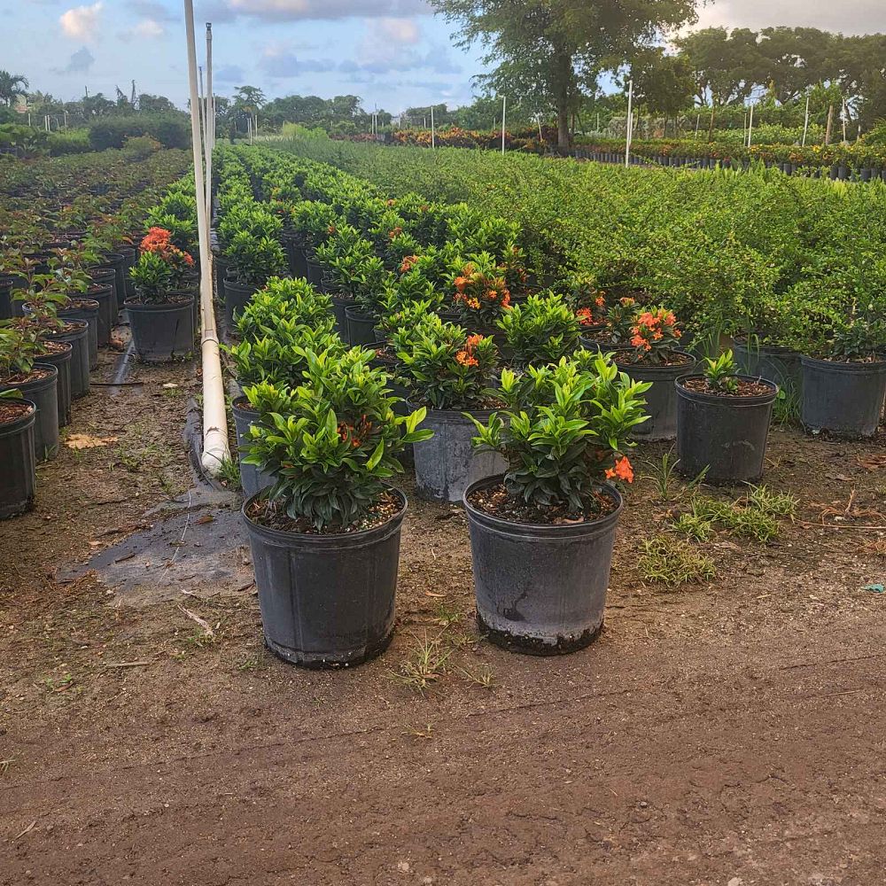 ixora-taiwanensis-dwarf-miniature-orange-carmen-flame-of-the-woods-jungle-flame-dwarf-ixora