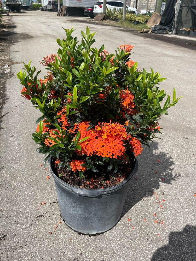 ixora-taiwanensis-dwarf-miniature-orange-carmen-flame-of-the-woods-jungle-flame-dwarf-ixora