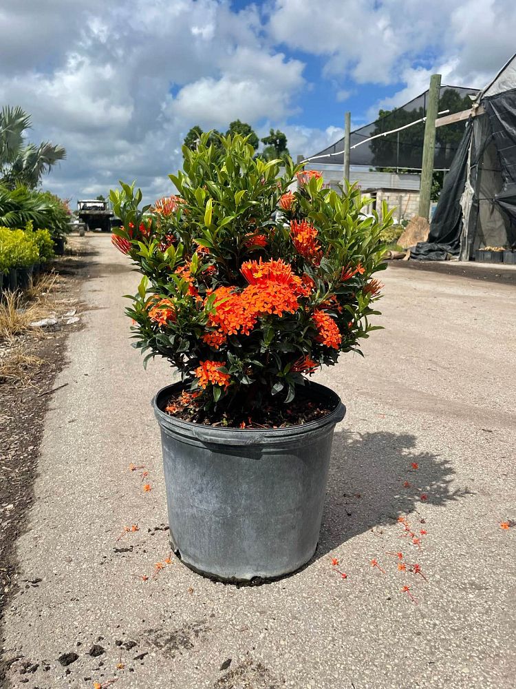 ixora-taiwanensis-dwarf-miniature-orange-carmen-flame-of-the-woods-jungle-flame-dwarf-ixora