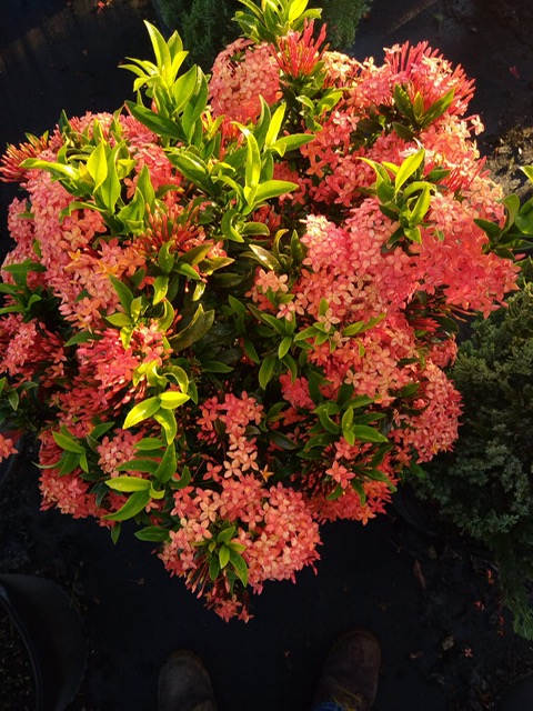 ixora-taiwanensis-dwarf-miniature-orange-carmen-flame-of-the-woods-jungle-flame-dwarf-ixora