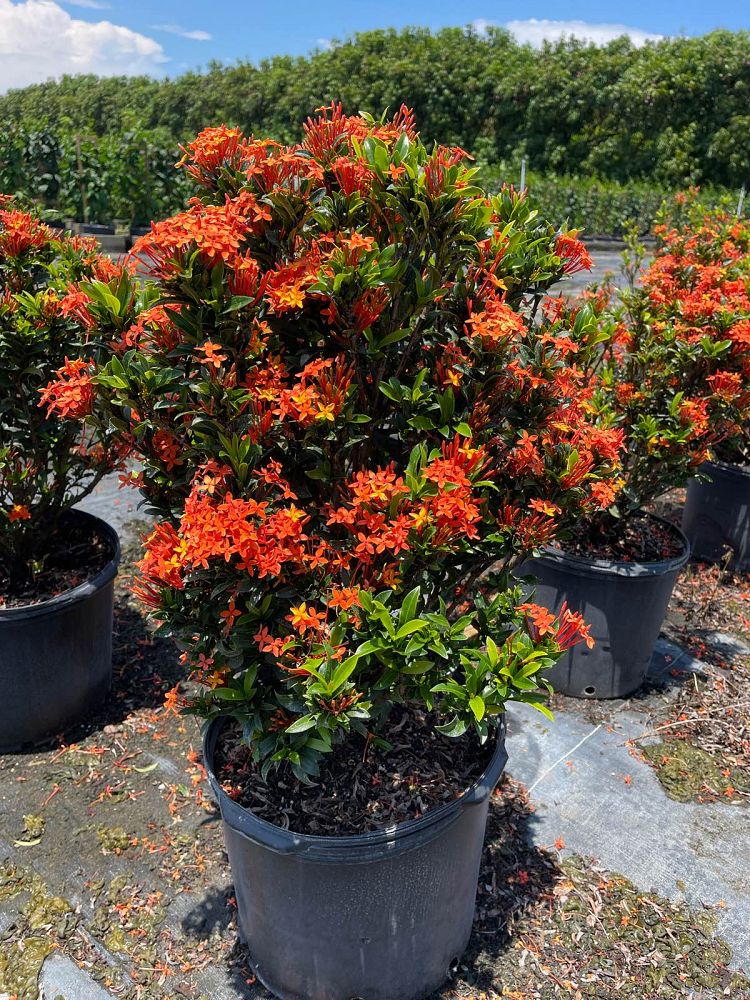 ixora-taiwanensis-dwarf-miniature-orange-carmen-flame-of-the-woods-jungle-flame-dwarf-ixora