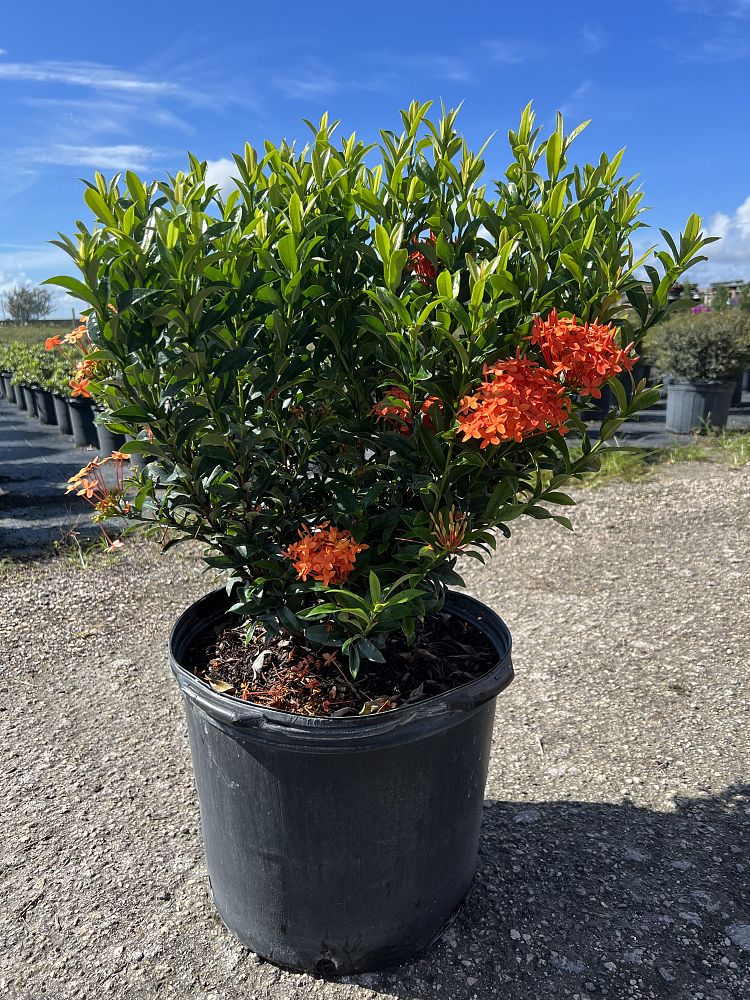 ixora-taiwanensis-dwarf-miniature-orange-carmen-flame-of-the-woods-jungle-flame-dwarf-ixora