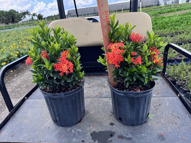 ixora-taiwanensis-dwarf-miniature-orange-carmen-flame-of-the-woods-jungle-flame-dwarf-ixora
