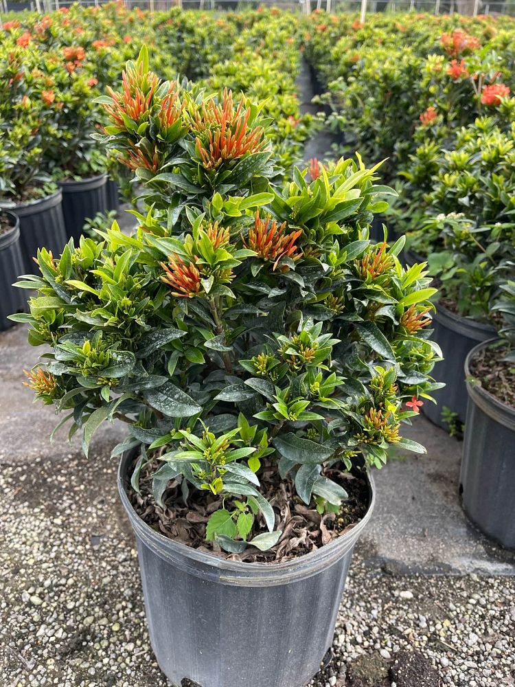 ixora-taiwanensis-dwarf-miniature-orange-carmen-flame-of-the-woods-jungle-flame-dwarf-ixora