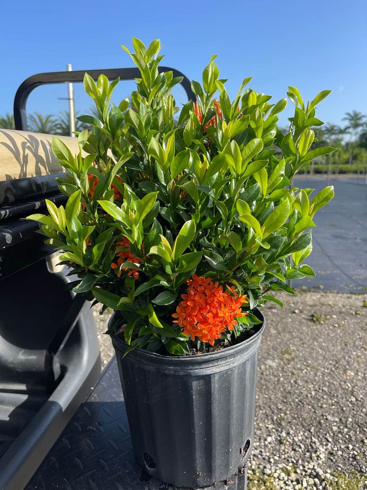 ixora-taiwanensis-dwarf-miniature-orange-carmen-flame-of-the-woods-jungle-flame-dwarf-ixora