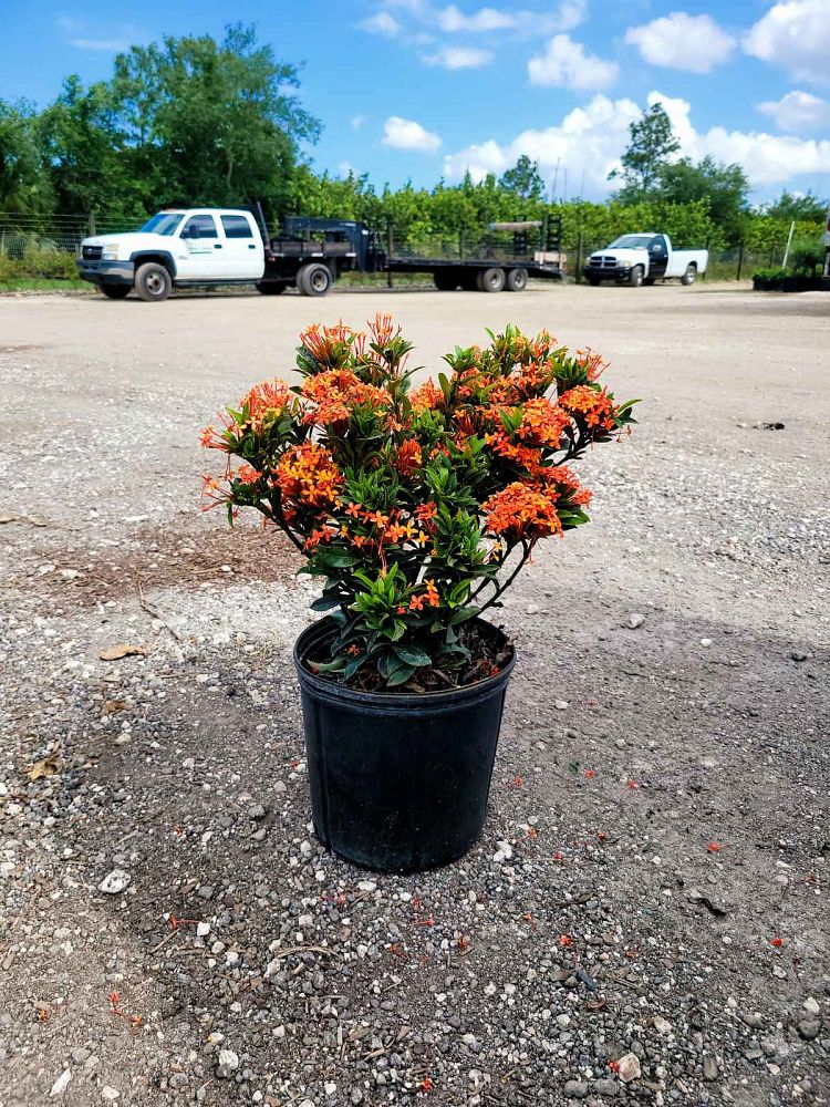 ixora-taiwanensis-dwarf-miniature-orange-carmen-flame-of-the-woods-jungle-flame-dwarf-ixora