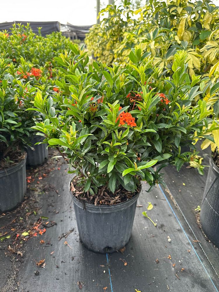 ixora-taiwanensis-dwarf-miniature-orange-carmen-flame-of-the-woods-jungle-flame-dwarf-ixora