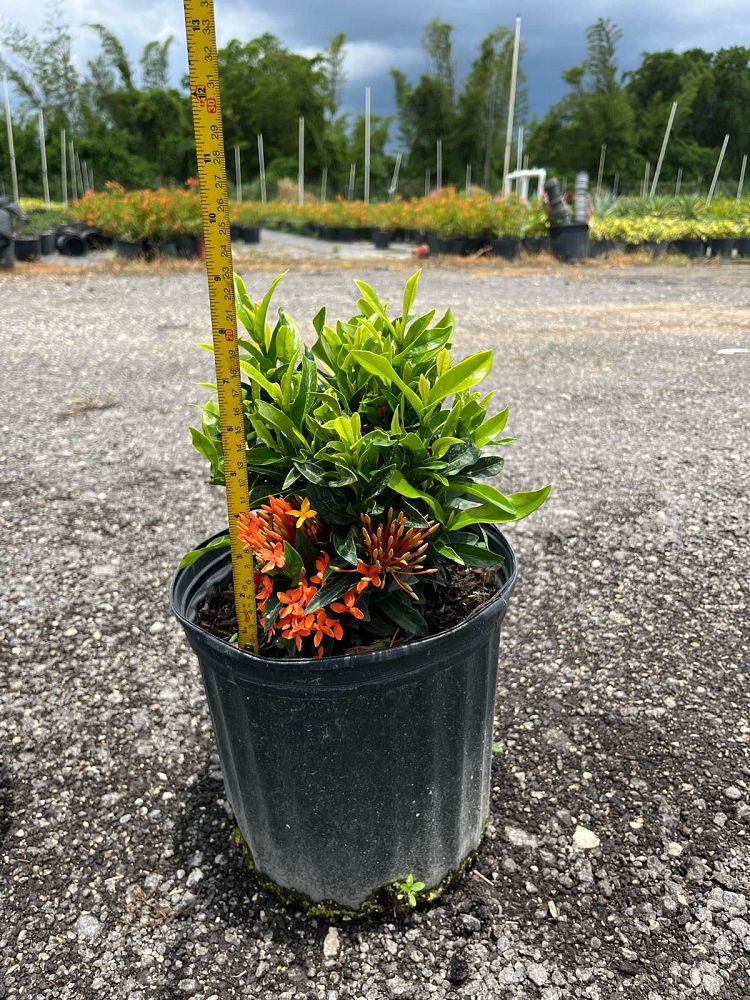ixora-taiwanensis-dwarf-miniature-orange-carmen-flame-of-the-woods-jungle-flame-dwarf-ixora