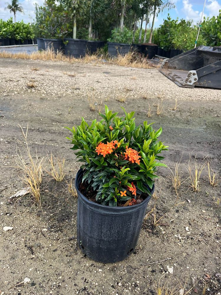 ixora-taiwanensis-dwarf-miniature-orange-carmen-flame-of-the-woods-jungle-flame-dwarf-ixora