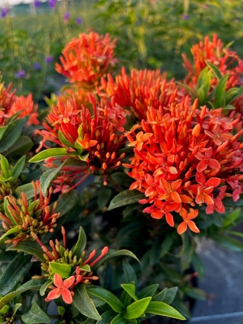 ixora-taiwanensis-dwarf-miniature-orange-carmen-flame-of-the-woods-jungle-flame-dwarf-ixora