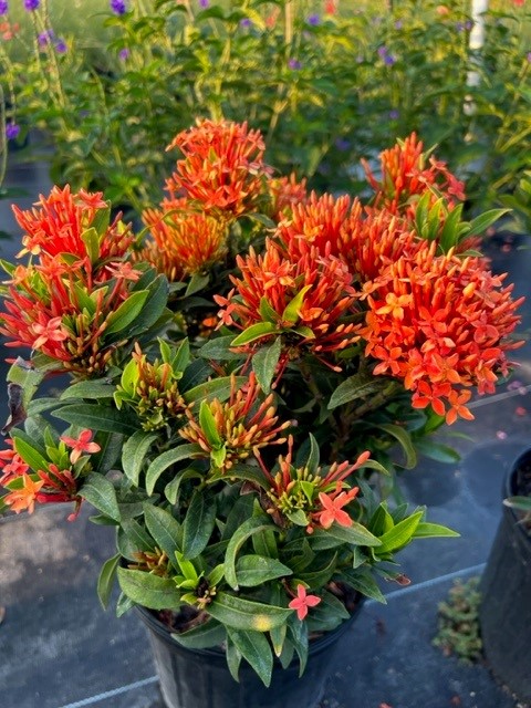 ixora-taiwanensis-dwarf-miniature-orange-carmen-flame-of-the-woods-jungle-flame-dwarf-ixora