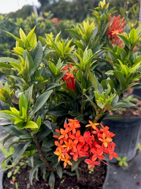 ixora-taiwanensis-dwarf-miniature-orange-carmen-flame-of-the-woods-jungle-flame-dwarf-ixora