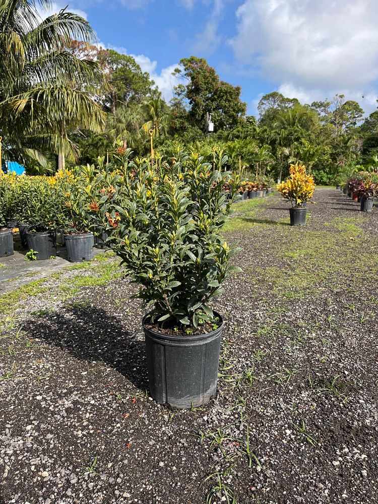 ixora-taiwanensis-dwarf-miniature-orange-carmen-flame-of-the-woods-jungle-flame-dwarf-ixora