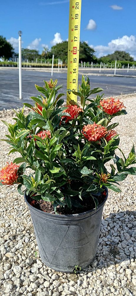 ixora-taiwanensis-dwarf-miniature-orange-carmen-flame-of-the-woods-jungle-flame-dwarf-ixora