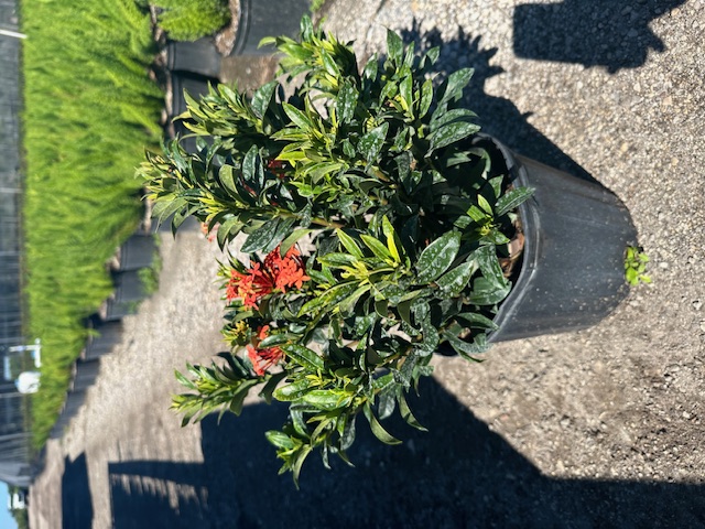 ixora-taiwanensis-dwarf-miniature-orange-carmen-flame-of-the-woods-jungle-flame-dwarf-ixora