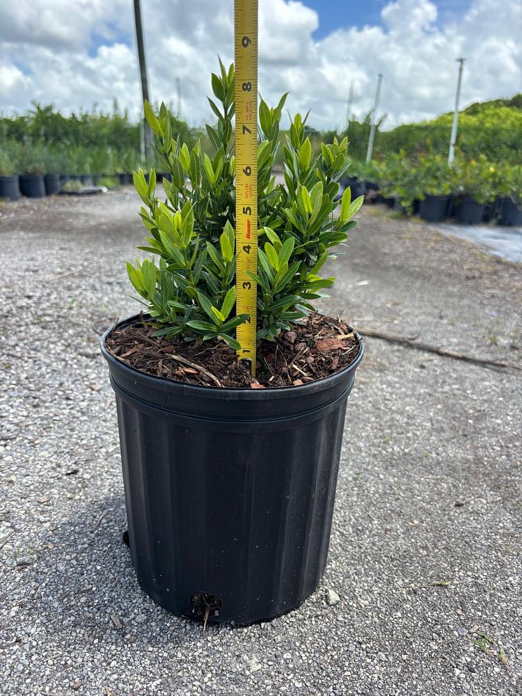 ixora-taiwanensis-dwarf-miniature-orange-carmen-flame-of-the-woods-jungle-flame-dwarf-ixora