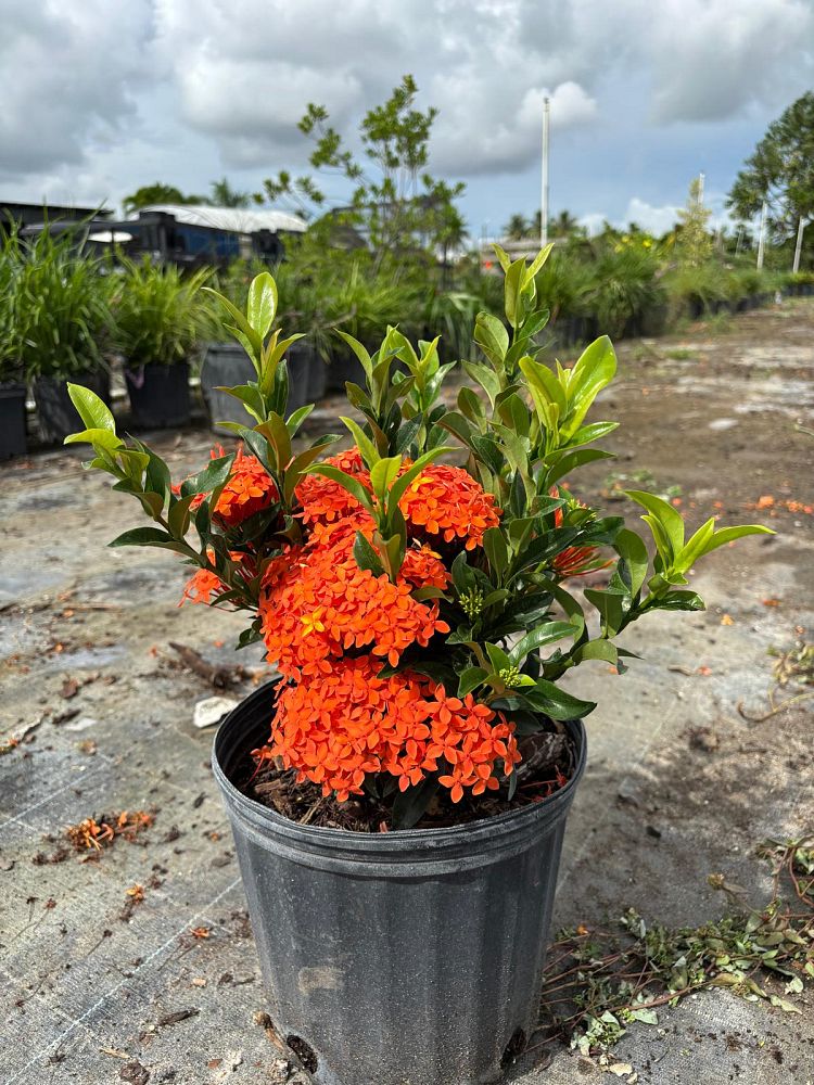 ixora-taiwanensis-dwarf-miniature-orange-carmen-flame-of-the-woods-jungle-flame-dwarf-ixora