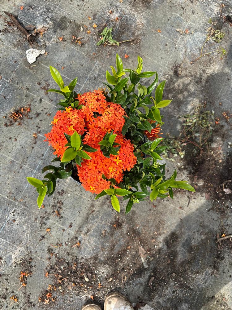 ixora-taiwanensis-dwarf-miniature-orange-carmen-flame-of-the-woods-jungle-flame-dwarf-ixora