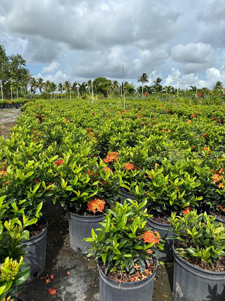 ixora-taiwanensis-dwarf-miniature-orange-carmen-flame-of-the-woods-jungle-flame-dwarf-ixora