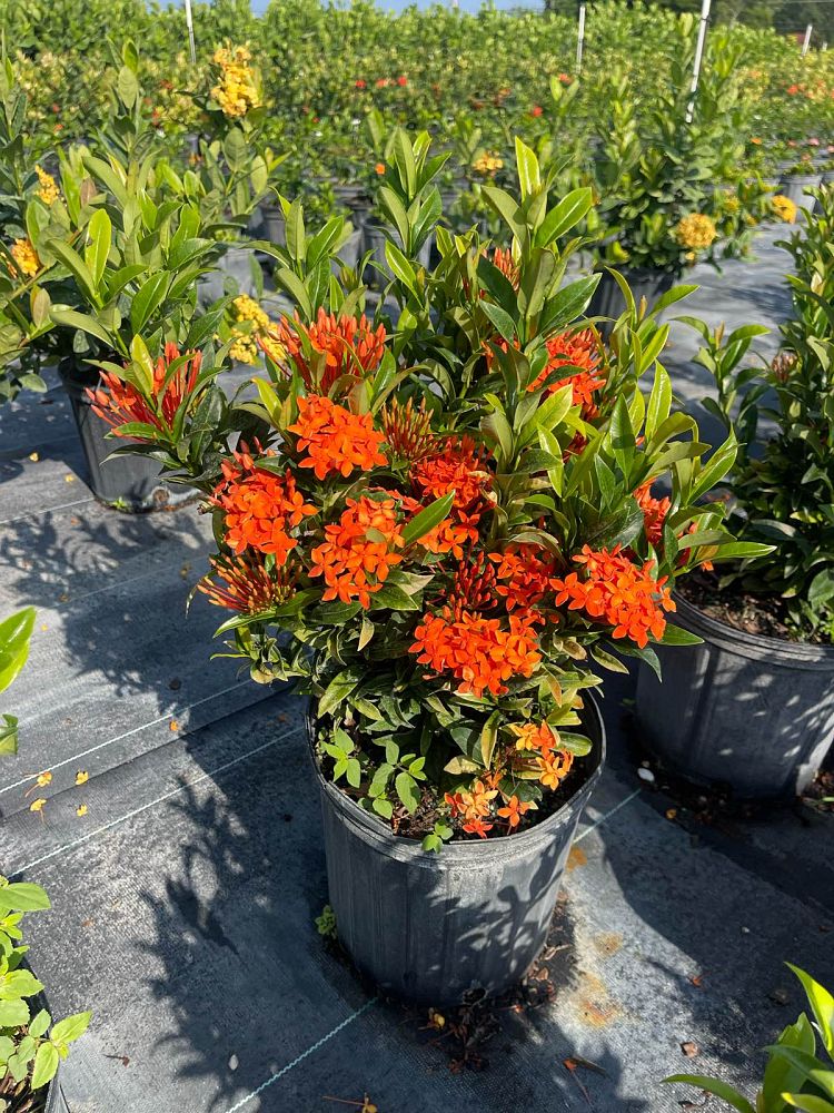 ixora-taiwanensis-dwarf-miniature-orange-carmen-flame-of-the-woods-jungle-flame-dwarf-ixora