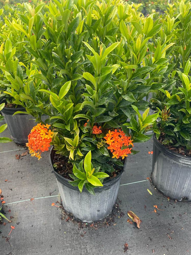 ixora-taiwanensis-dwarf-miniature-orange-carmen-flame-of-the-woods-jungle-flame-dwarf-ixora