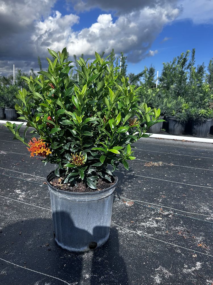 ixora-taiwanensis-dwarf-miniature-orange-carmen-flame-of-the-woods-jungle-flame-dwarf-ixora