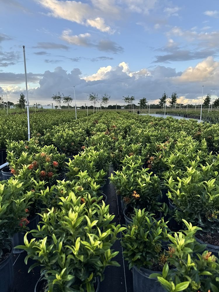 ixora-taiwanensis-dwarf-miniature-orange-carmen-flame-of-the-woods-jungle-flame-dwarf-ixora