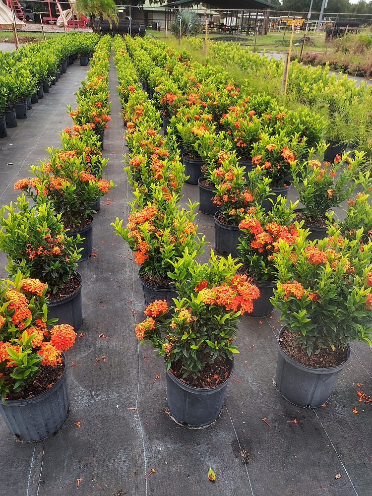 ixora-taiwanensis-dwarf-miniature-orange-carmen-flame-of-the-woods-jungle-flame-dwarf-ixora