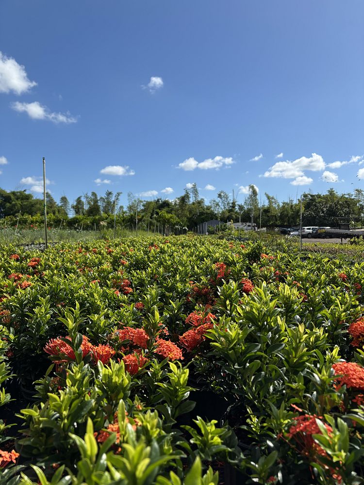 ixora-taiwanensis-dwarf-miniature-orange-carmen-flame-of-the-woods-jungle-flame-dwarf-ixora