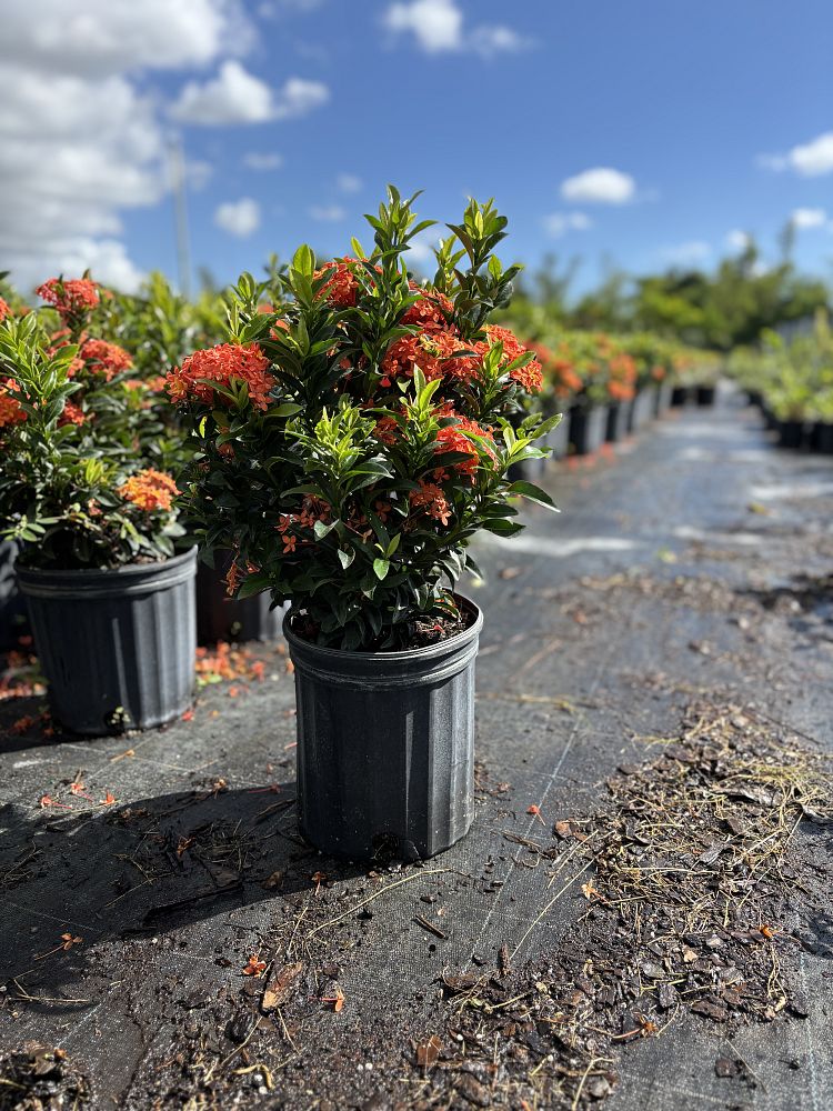 ixora-taiwanensis-dwarf-miniature-orange-carmen-flame-of-the-woods-jungle-flame-dwarf-ixora